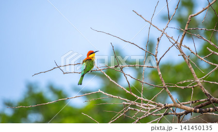 Chestnut-headed bee-eater perched on a bare branch in Yala National Park, Sri Lanka. Wildlife bird photography 141450135