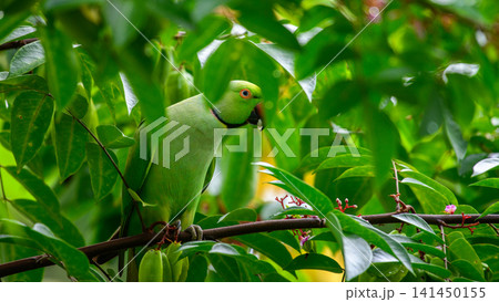 Rose-ringed parakeet feeding on star fruit among lush green foliage in a home garden 141450155