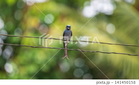 White-bellied drongo bird portrait photo, perched on a wire with a soft green bokeh background White-bellied drongo bird portrait photo, perched on a wire with a soft green bokeh background 141450158