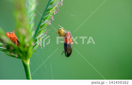 Macro close-up of a red froghopper trapped in a spider web with a tiny spider on a grass seed head Macro close-up of a red froghopper trapped in a spider web with a tiny spider on a grass seed head 141450162