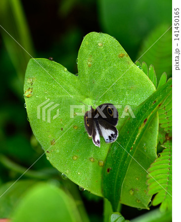 White Four-ring butterfly resting on a lush green leaf with a natural foliage background 141450165