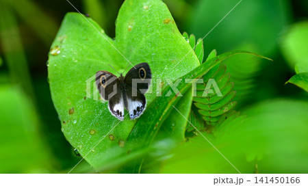 White Four-ring butterfly resting on a lush green leaf with a natural foliage background White Four-ring butterfly resting on a lush green leaf with a natural foliage background 141450166