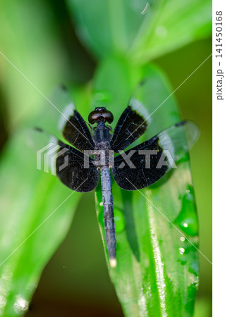 Macro close-up of a dragonfly, Pied Paddy Skimmer, with striking banded wings perched on a grass leaf Macro close-up of a dragonfly, Pied Paddy Skimmer, with striking banded wings perched on a grass leaf 141450168