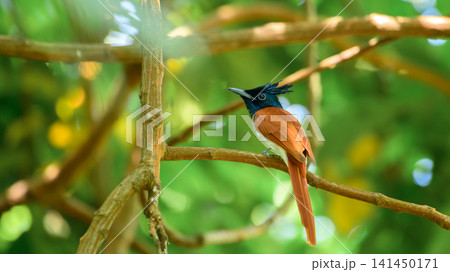 Asian paradise flycatcher perched on a tree branch under the protective canopy 141450171
