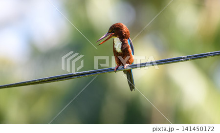 White-throated kingfisher perched on a wire with vibrant plumage against a soft natural background 141450172