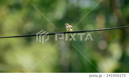Bird perched on a wire against soft natural background Bird perched on a wire against soft natural background 141450173