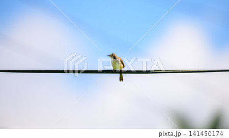 Plain prinia bird perched on a wire against a clear blue sky Plain prinia bird perched on a wire against a clear blue sky 141450174