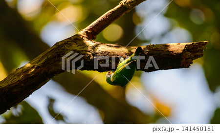 Coppersmith barbet clinging upside down beneath a tree branch while searching for food or inspecting a potential nesting cavity 141450181