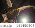 オオワシのはく製 141450305