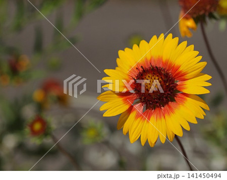 ガイラルディアの花の生態写真 ガイラルディアの花の生態写真 141450494