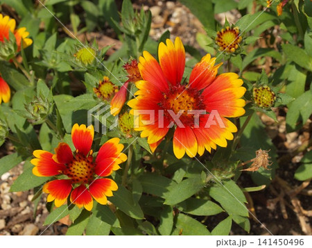 ガイラルディアの花の生態写真 ガイラルディアの花の生態写真 141450496
