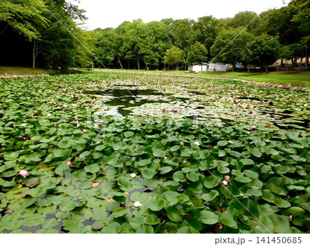北海道安平町 鹿公園の睡蓮 (23年8月撮影) 北海道安平町 鹿公園の睡蓮 (23年8月撮影) 141450685