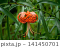 オニユリ 141450701