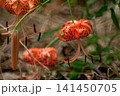 オニユリ 141450705