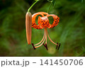 オニユリ 141450706