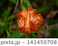オニユリ 141450708