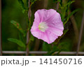昼顔 141450716
