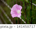 昼顔 141450717
