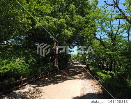 木々のトンネルが作る心地よい木陰。大和郡山・柳澤神社へ続く美しい参道風景 木々のトンネルが作る心地よい木陰。大和郡山・柳澤神社へ続く美しい参道風景 141450818