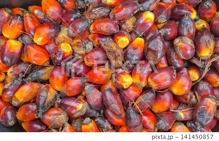 Fresh Red Palm Oil Fruit Harvest Texture Background Fresh Red Palm Oil Fruit Harvest Texture Background 141450857