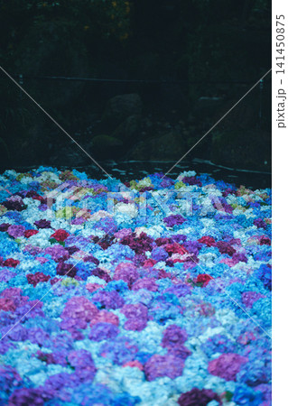 水に浮かぶ紫陽花 水に浮かぶ紫陽花 141450875