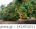 A branch of Longan fruits during raining. Longan is a tropical fruit native to Southeast Asia that's a member of the soapberry family. 141451011