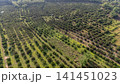 Aerial view of Longan trees growth in agriculture field in rural Thailand. Longan is a tropical fruit native to Southeast Asia that's a member of the soapberry family. 141451023