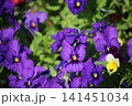紫色のパンジーが咲いています 紫色のパンジーが咲いています 141451034