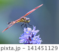 花にとまるトンボ 141451129