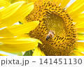 ひまわりの蜜を集めるミツバチ 141451130