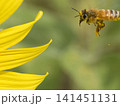 ひまわりの蜜を探すミツバチ 141451131