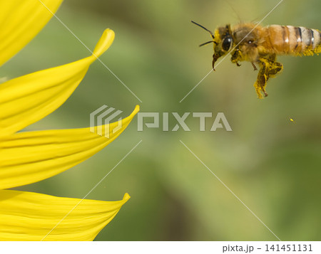 ひまわりの蜜を探すミツバチ ひまわりの蜜を探すミツバチ 141451131