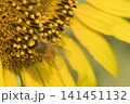 ひまわりの蜜を吸うミツバチ 141451132