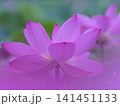 美しいピンクの蓮の花 141451133