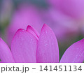 蓮の花のある風景 141451134