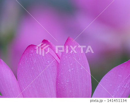 蓮の花のある風景 蓮の花のある風景 141451134