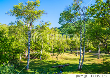 『乗鞍高原』爽やかな朝の新緑風景《長野県 松本市》 『乗鞍高原』爽やかな朝の新緑風景《長野県 松本市》 141451169