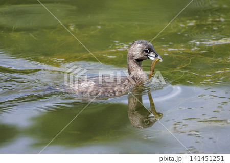 Pied billed Grebe 141451251