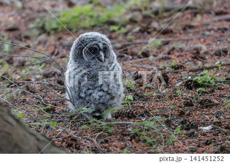 Barred Owl owlet 141451252