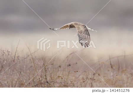 Northern harrier bird 141451276