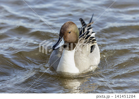 Northern Pintail duck 141451284
