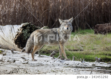 Coyote Coyote 141451292