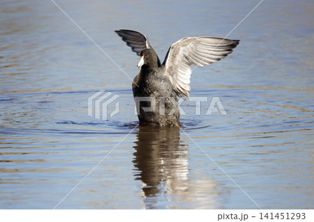 American coot bird American coot bird 141451293