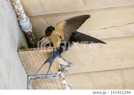 barn swallow nest 141451294