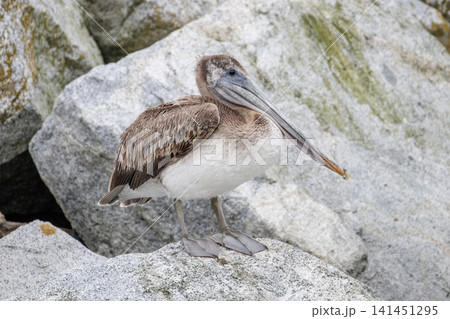 Brown Pelican bird 141451295