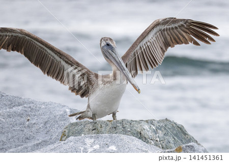Brown Pelican bird 141451361