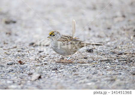 Golden crowned sparrow Golden crowned sparrow 141451368