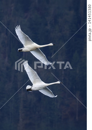 Trumpeter swan bird Trumpeter swan bird 141451380