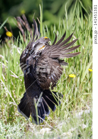 Sooty Grouse bird 141451381