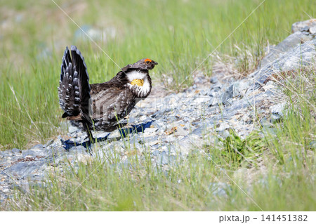 Sooty Grouse bird Sooty Grouse bird 141451382